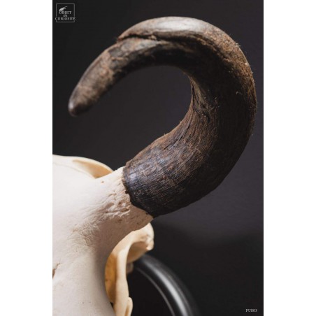 Crâne de bison avec cornes