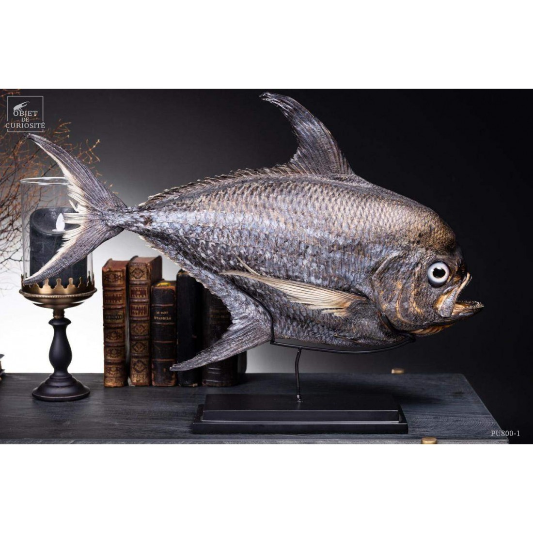 Castagnole Fauchoir taxidermisé GM (SHOWROOM) Castagnole Fauchoir taxidermisé GM (SHOWROOM)