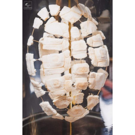 Eclaté de tortue terrestre de Horsfield