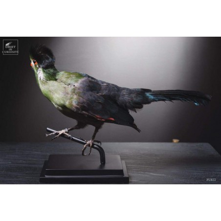 Taxidermie de Touraco à joues blanches