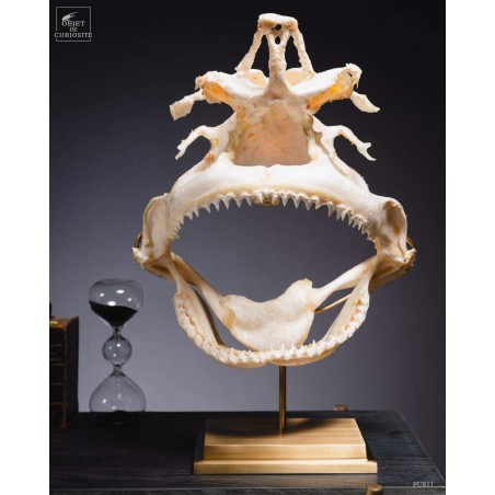 Crâne complet de requin Citron