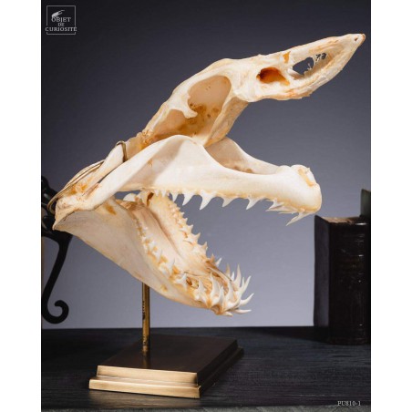 Mako skull on brass base