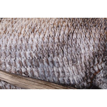 Taxidermy of POMFRET fish VISIBLE AT OMBRES ET FACETTES