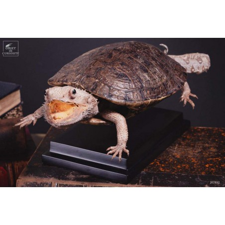 Taxidermie de tortue "monstrueuse"