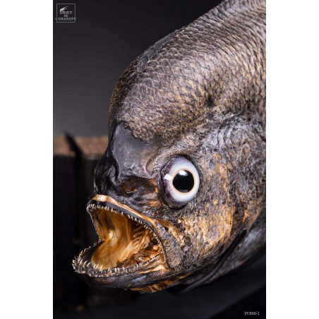 Castagnole Fauchoir taxidermisé GM (SHOWROOM) Castagnole Fauchoir taxidermisé GM (SHOWROOM)