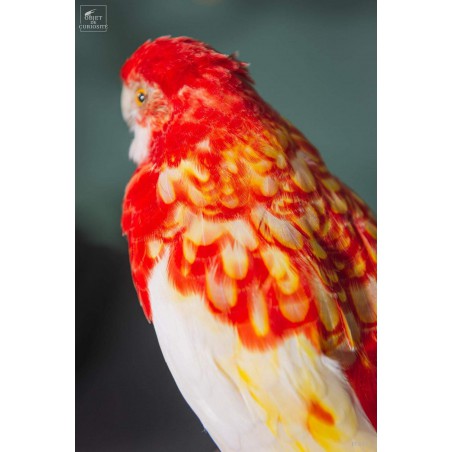 Taxidermie de perruche Rosella - PLACYCERCUS HYBRID-