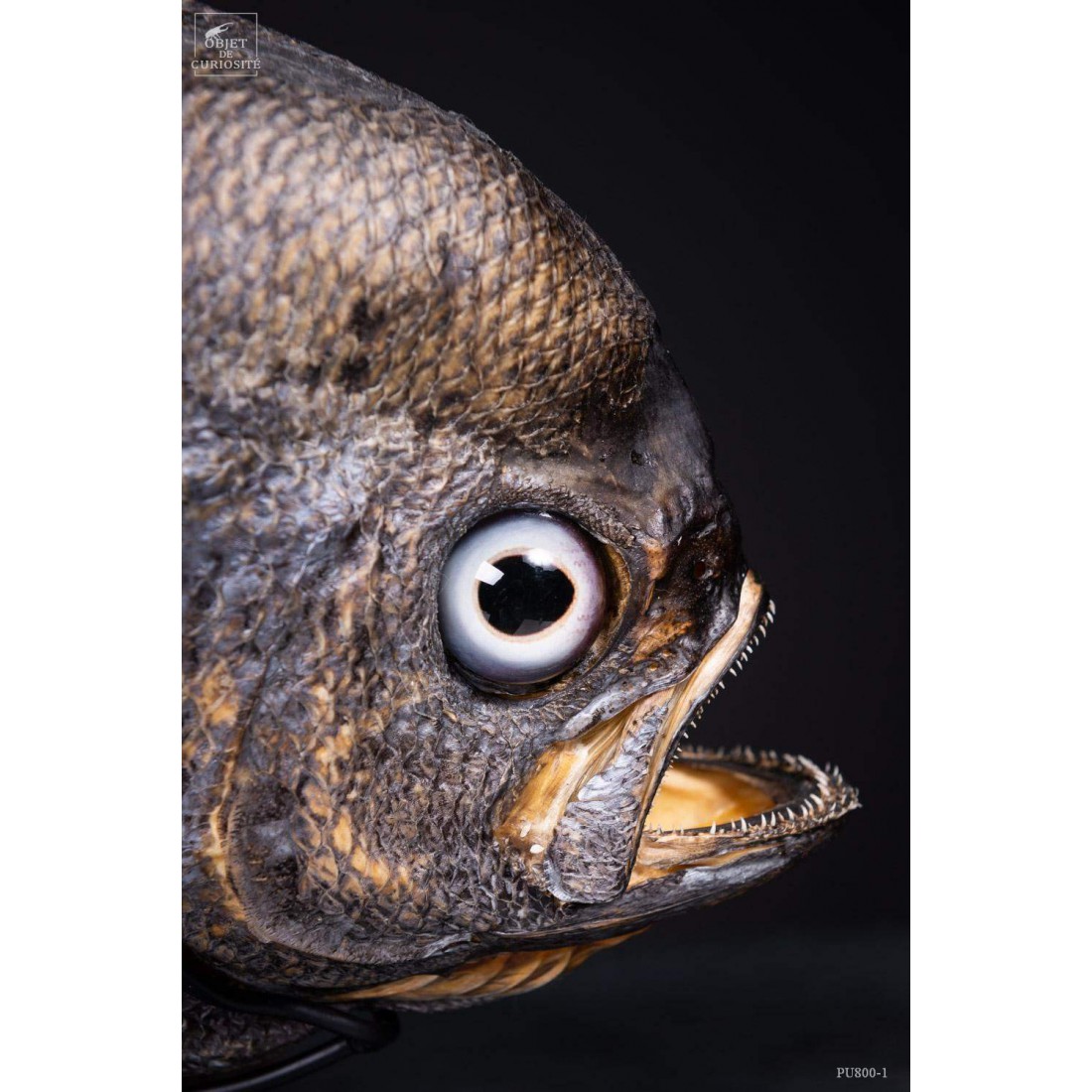 Castagnole Fauchoir taxidermisé GM (SHOWROOM) Castagnole Fauchoir taxidermisé GM (SHOWROOM)