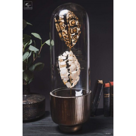 Eclaté de tortue terrestre de Horsfield