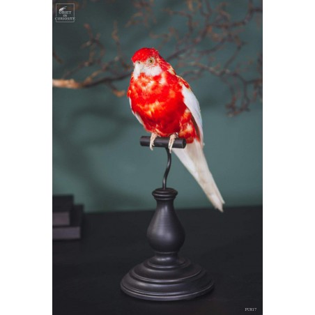 Taxidermie de perruche Rosella - PLACYCERCUS HYBRID-