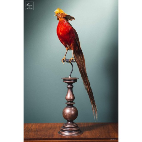 Taxidermie de Faisan doré  sur perchoir cuivré
