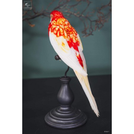 Taxidermie de perruche Rosella - PLACYCERCUS HYBRID-