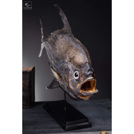 Castagnole Fauchoir taxidermisé GM (SHOWROOM) Castagnole Fauchoir taxidermisé GM (SHOWROOM)