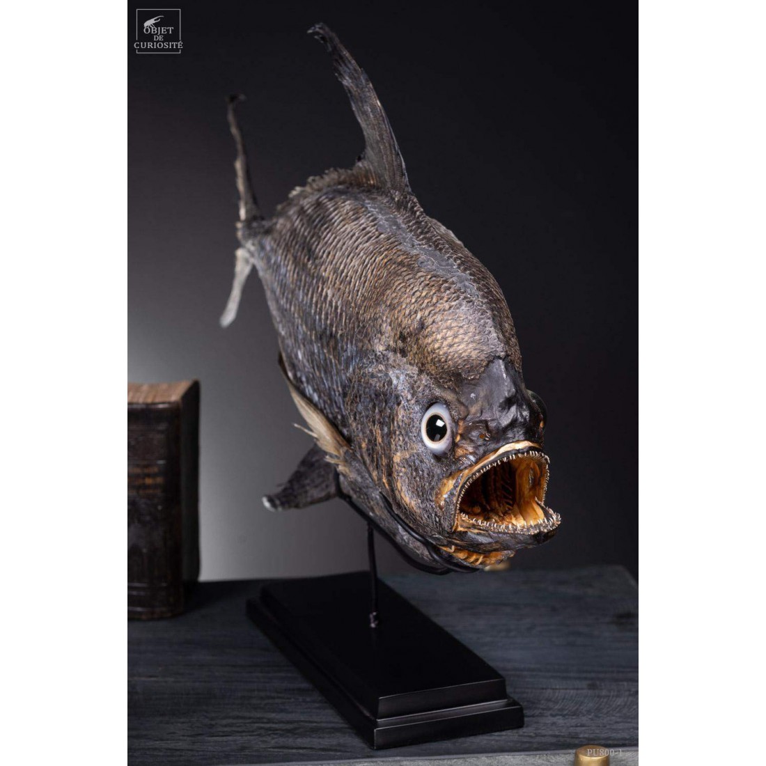 Castagnole Fauchoir taxidermisé GM (SHOWROOM) Castagnole Fauchoir taxidermisé GM (SHOWROOM)