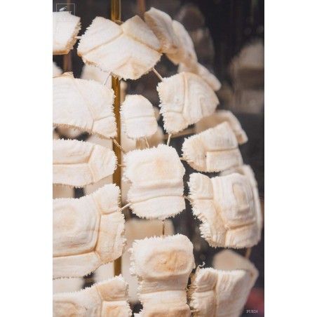 Eclaté de tortue terrestre de Horsfield