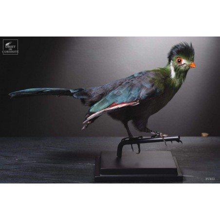 Taxidermie de Touraco à joues blanches