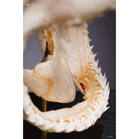 Crâne complet de requin Citron