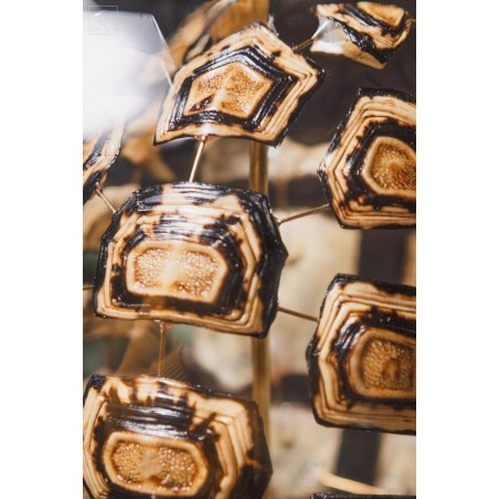 Eclaté de tortue terrestre de Horsfield