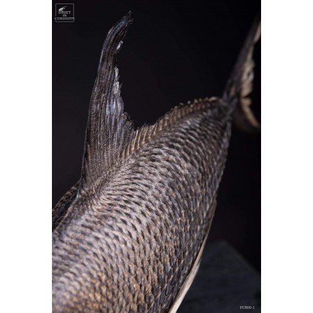 Castagnole Fauchoir taxidermisé GM (SHOWROOM) Castagnole Fauchoir taxidermisé GM (SHOWROOM)