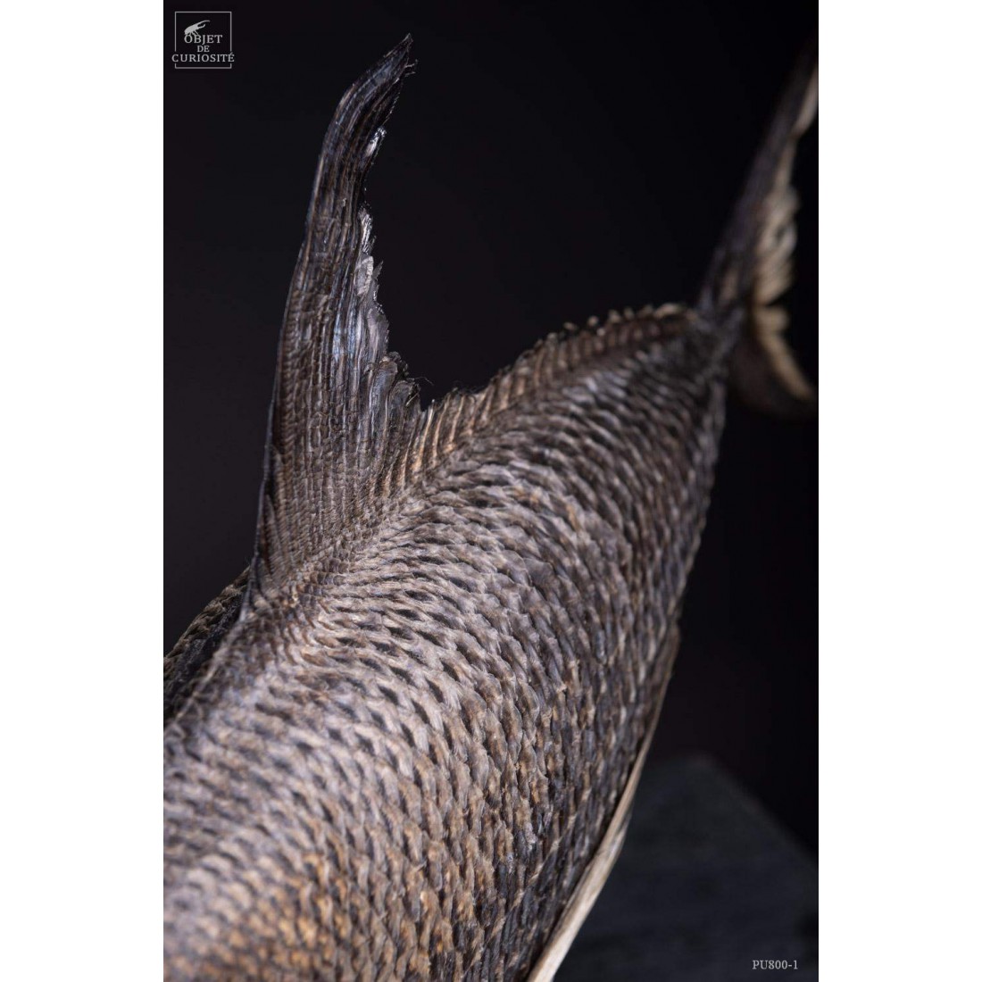 Castagnole Fauchoir taxidermisé GM (SHOWROOM) Castagnole Fauchoir taxidermisé GM (SHOWROOM)