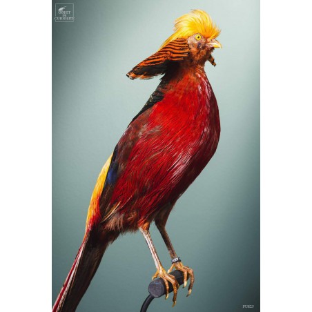 Taxidermie de Faisan doré  sur perchoir cuivré