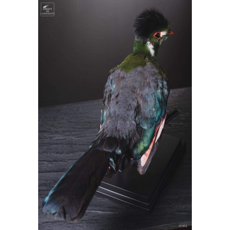Taxidermie de Touraco à joues blanches