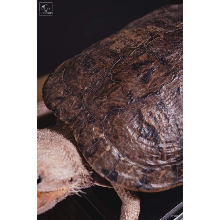Taxidermie de tortue "monstrueuse"