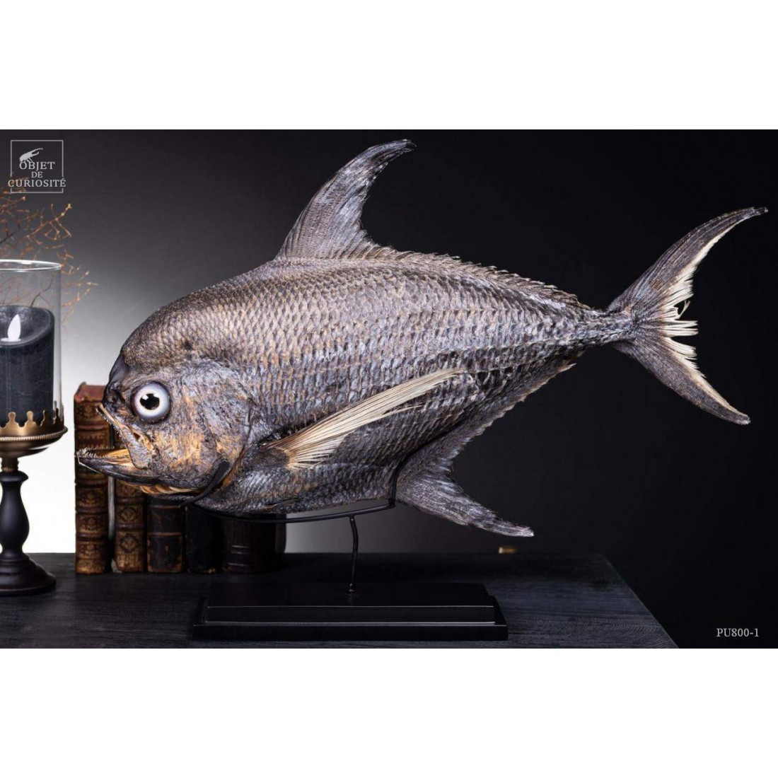 Castagnole Fauchoir taxidermisé GM (SHOWROOM) Castagnole Fauchoir taxidermisé GM (SHOWROOM)