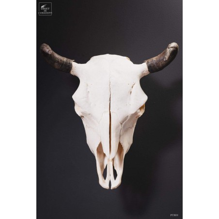 Crâne de bison avec cornes