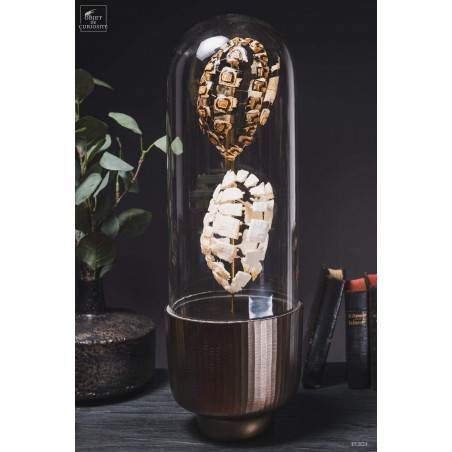 Eclaté de tortue terrestre de Horsfield