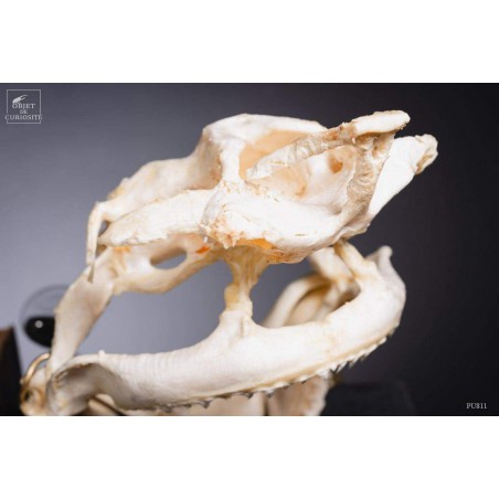 Crâne complet de requin Citron