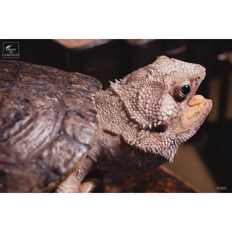 Taxidermie de tortue "monstrueuse"
