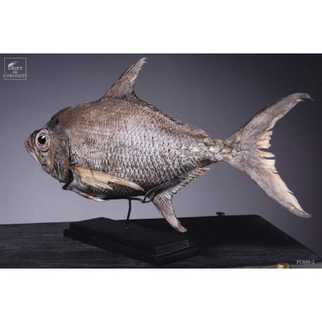 Taxidermy of POMFRET fish VISIBLE AT OMBRES ET FACETTES