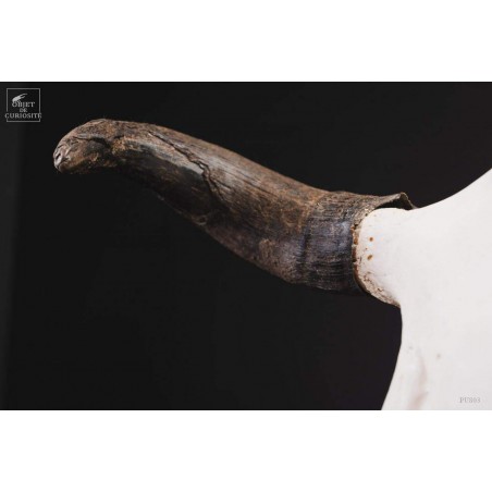 Crâne de bison avec cornes