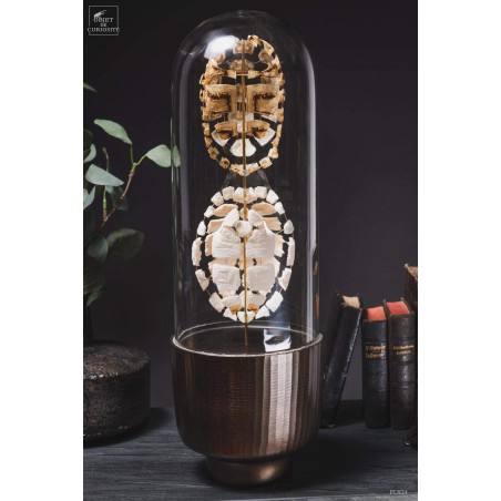 Eclaté de tortue terrestre de Horsfield