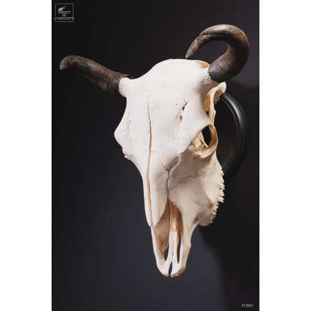 Crâne de bison avec cornes