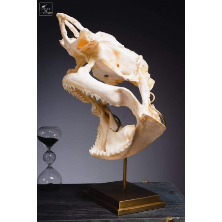 Crâne complet de requin Citron