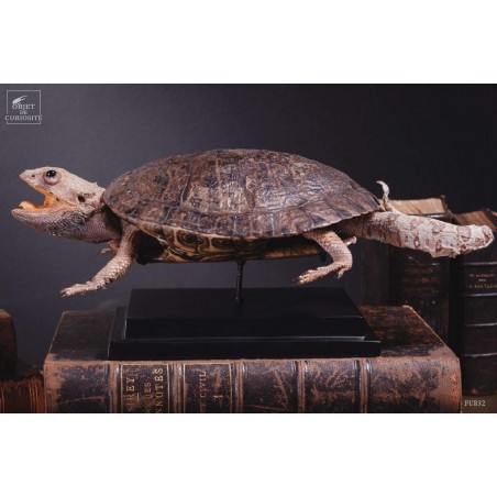 Taxidermie de tortue "monstrueuse"
