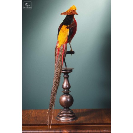 Taxidermie de Faisan doré  sur perchoir cuivré