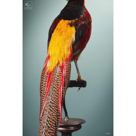 Taxidermie de Faisan doré  sur perchoir cuivré