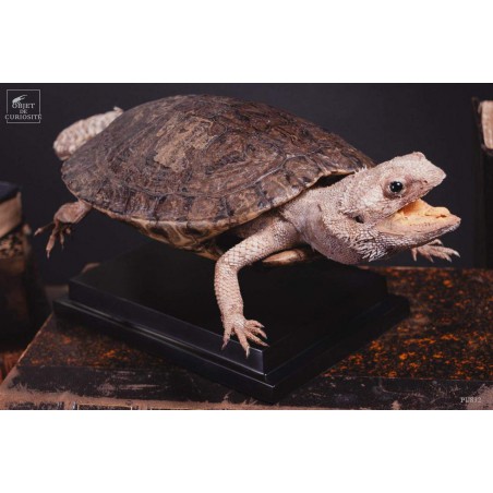 Taxidermie de tortue "monstrueuse"