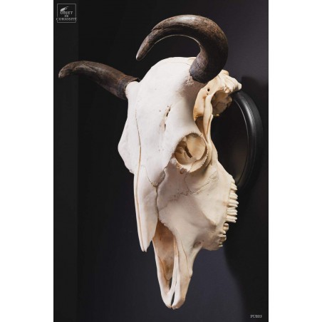 Crâne de bison avec cornes