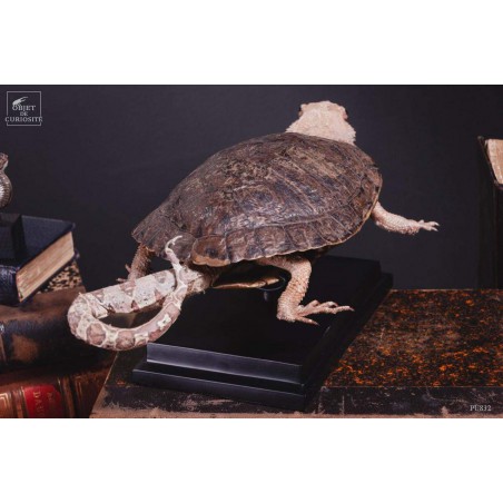 Taxidermie de tortue "monstrueuse"
