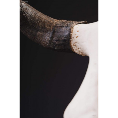 Crâne de bison avec cornes