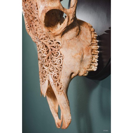 Buffalo skull (Indonesia): entirely carved