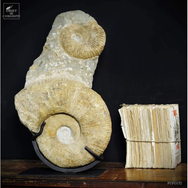 Totem de 2 ammonites 58X33 Totem de 2 ammonites 58X33