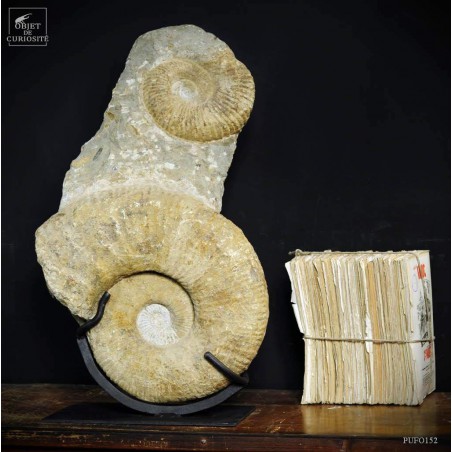 Totem de 2 ammonites 58X33 Totem de 2 ammonites 58X33