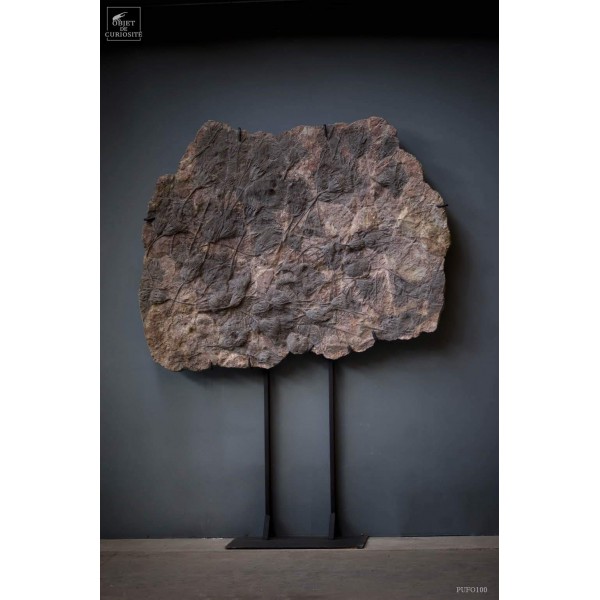 Giant Crinoides wall or floor mount