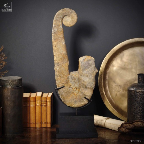 Ammonite déroulée 60-65cm sur socle rectangle noir