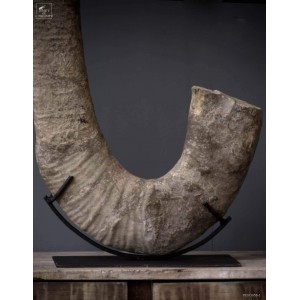 amonite fossilized 2