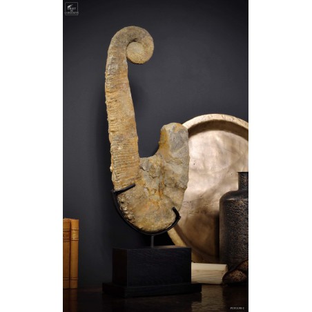 Ammonite déroulée 60-65cm sur socle rectangle noir